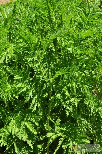 Tanacetum vulgare 'crispum' -- Krauser Rainfarn